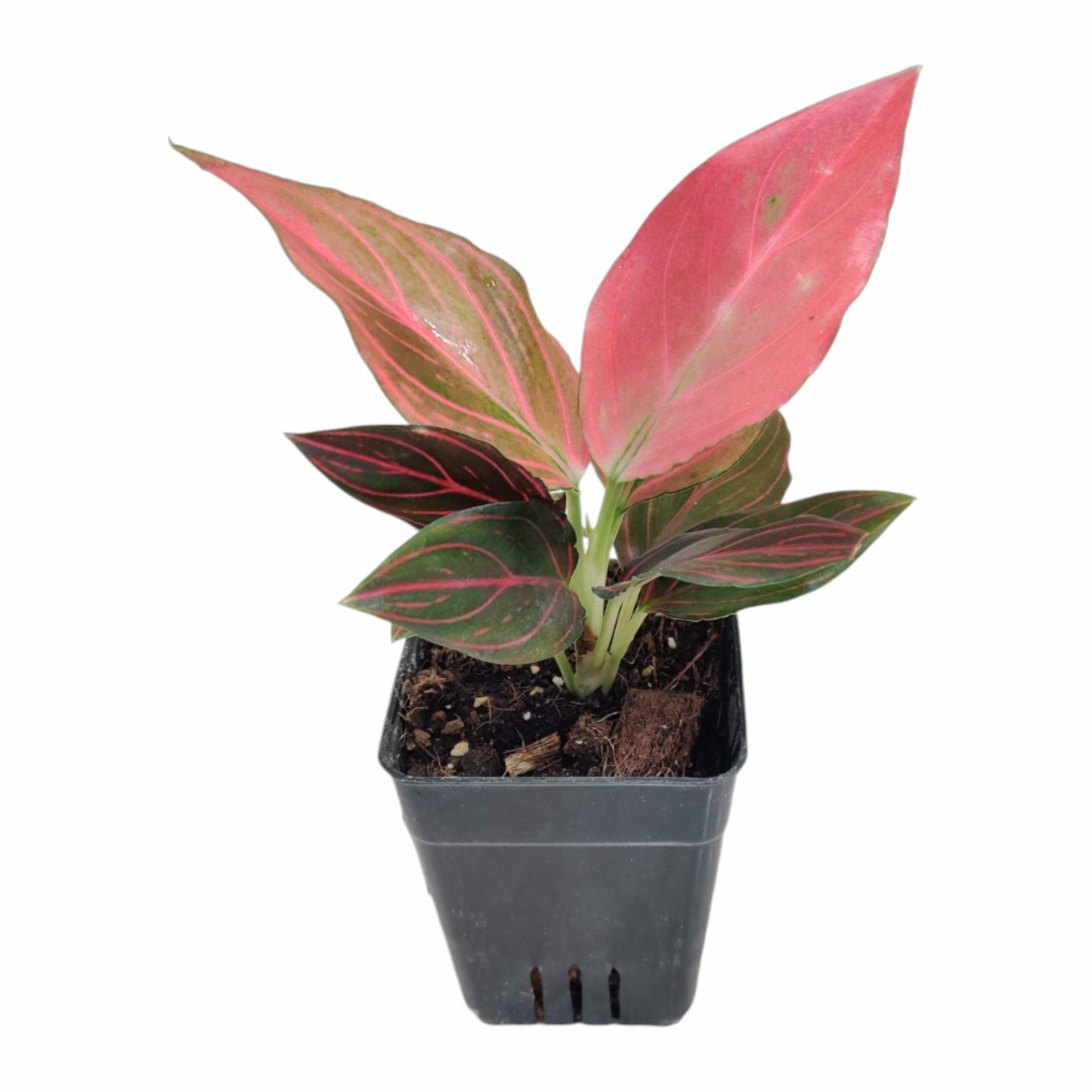 Aglaonema Red Vien