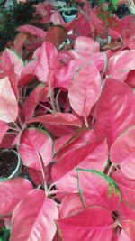 Aglaonema China Red