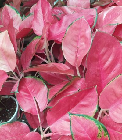 Aglaonema China Red