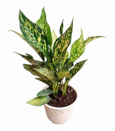 Aglaonema Green Rosy