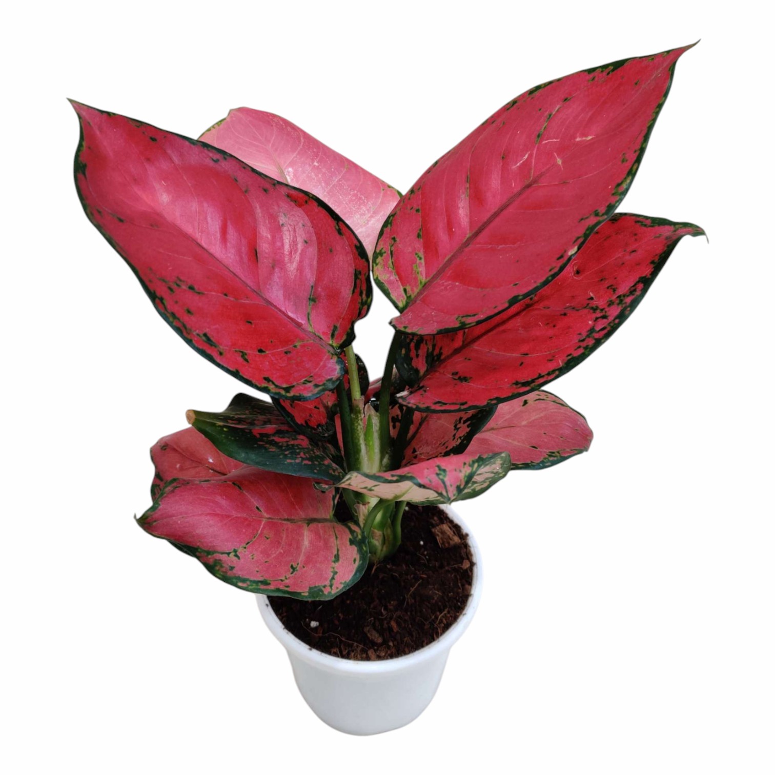 Aglaonema Beauty