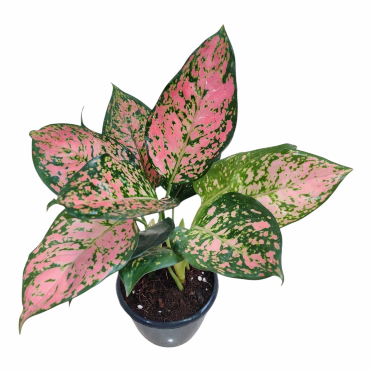 Aglaonema Anjuman Plant