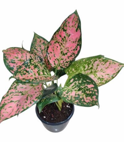 Aglaonema Anjuman Plant