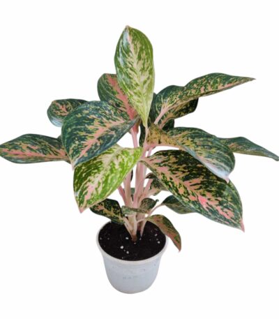 Aglaonema Firework Plant