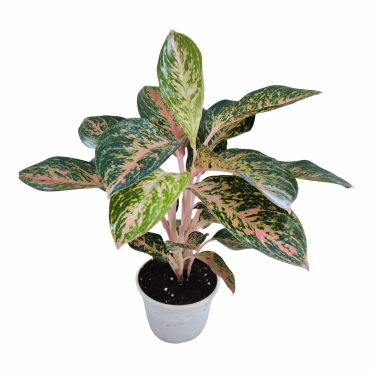 Aglaonema Firework Plant