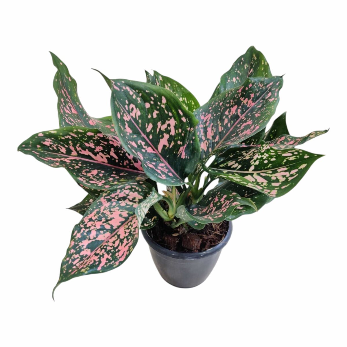 Aglaonema Dalmatian Plant