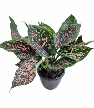 Aglaonema Dalmatian Plant