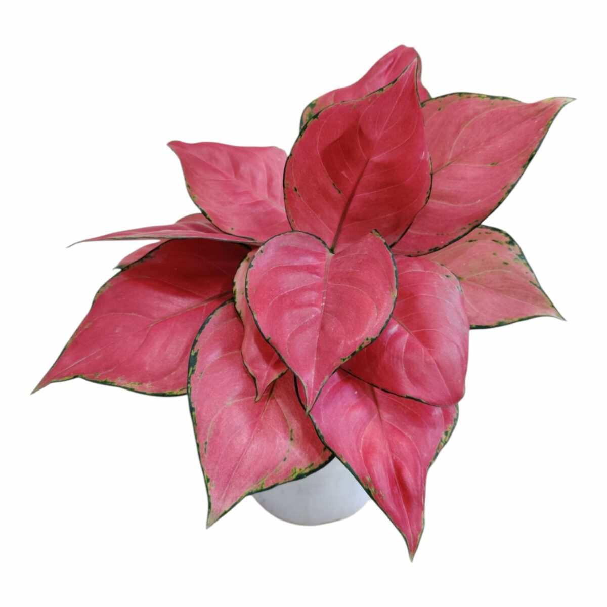 Aglaonema Diamond Red Plant