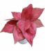 Aglaonema Diamond Red Plant