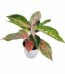 Aglaonema Firework Plant