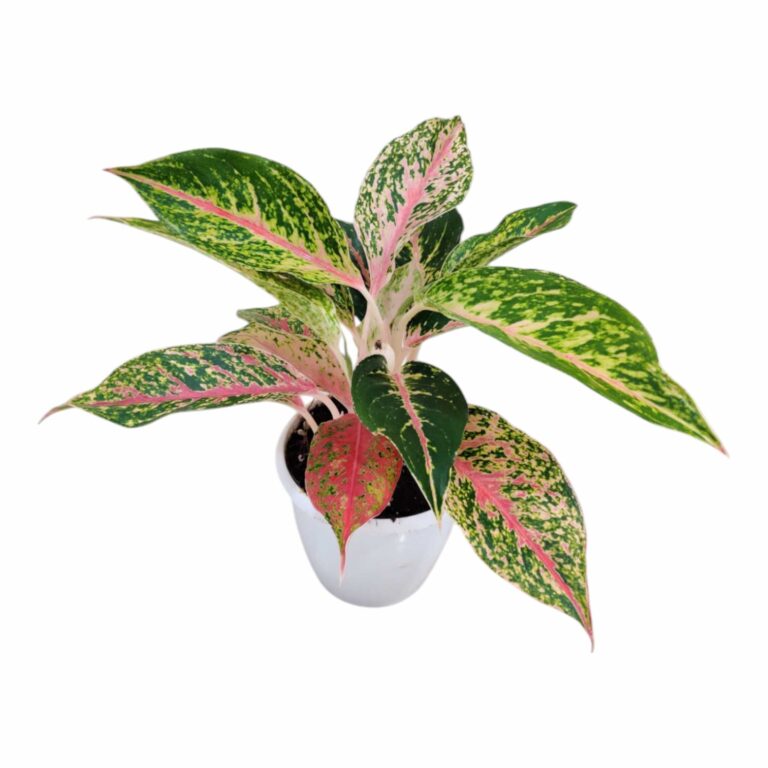 Aglaonema Firework Plant