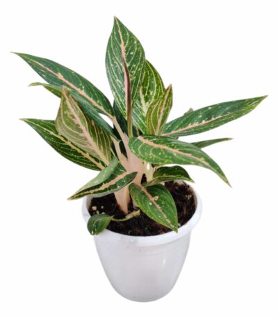 Aglaonema Green Powder Plant