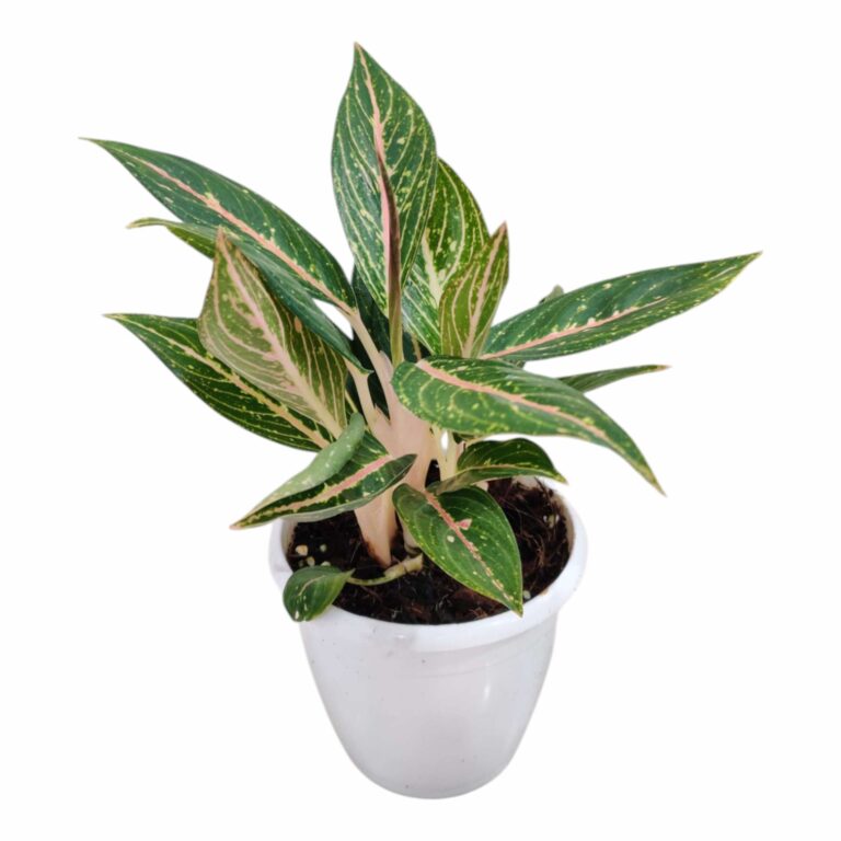 Aglaonema Green Powder Plant