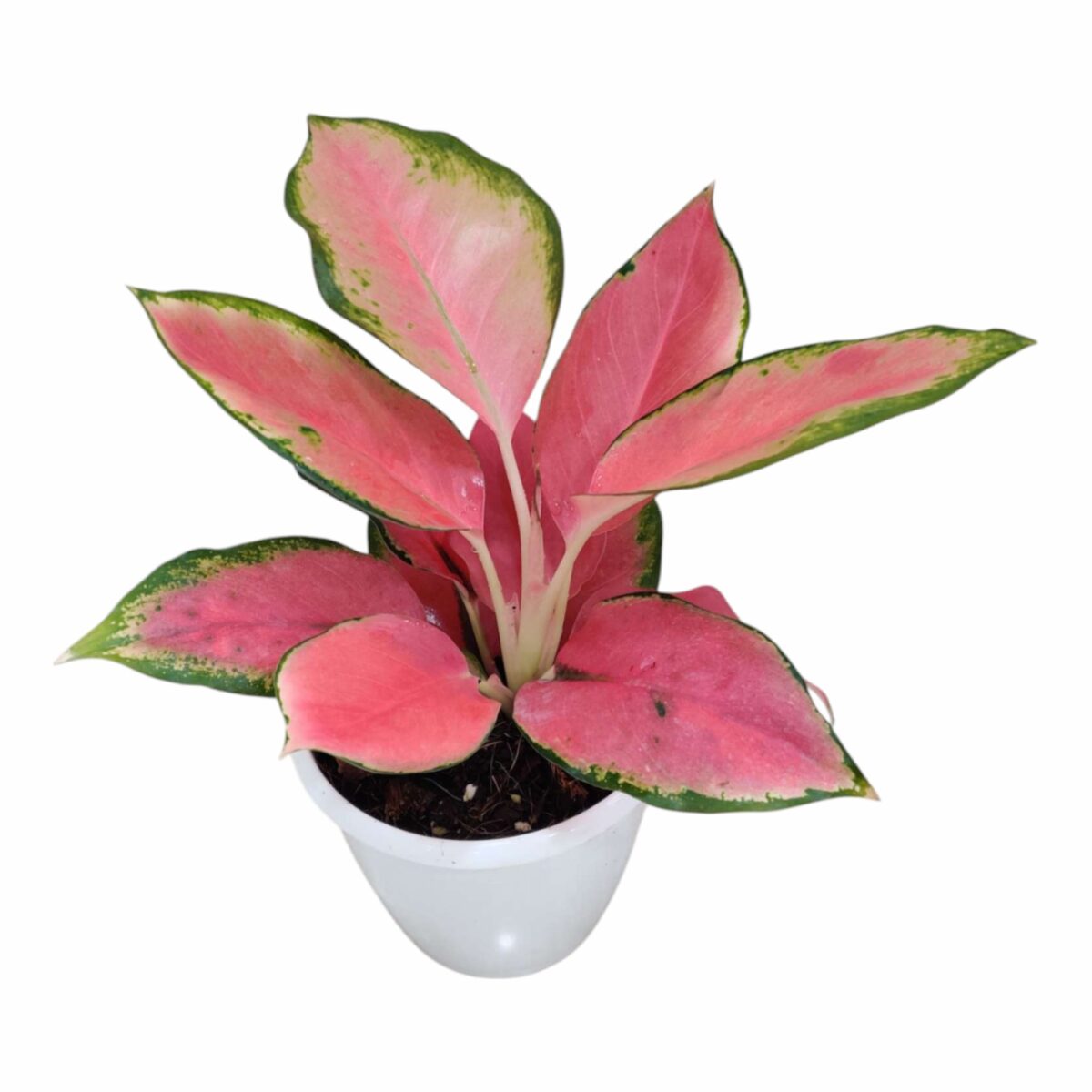 Aglaonema China Red Plant