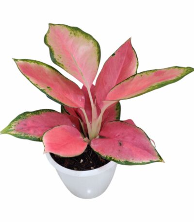 Aglaonema China Red Plant