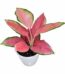 Aglaonema China Red Plant