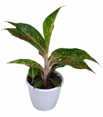 Aglaonema Happiness Plant