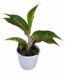 Aglaonema Happiness Plant