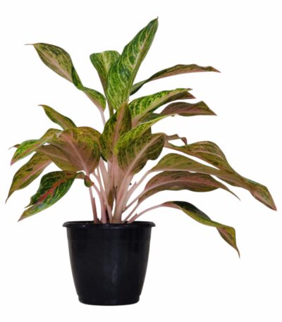 Aglaonema Golden Powder Plant