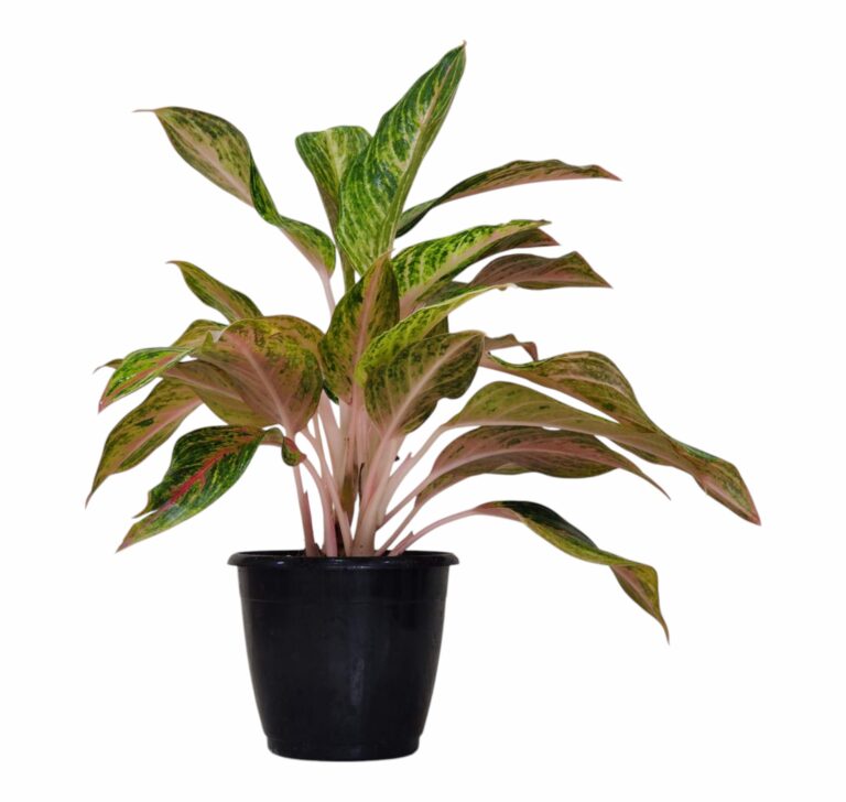 Aglaonema Golden Powder Plant