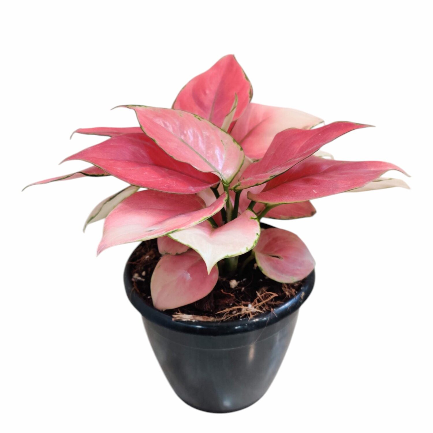 Aglaonema Magical Glam Plant