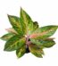 Aglaonema Butterfly Plant