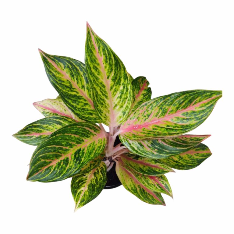 Aglaonema Butterfly Plant