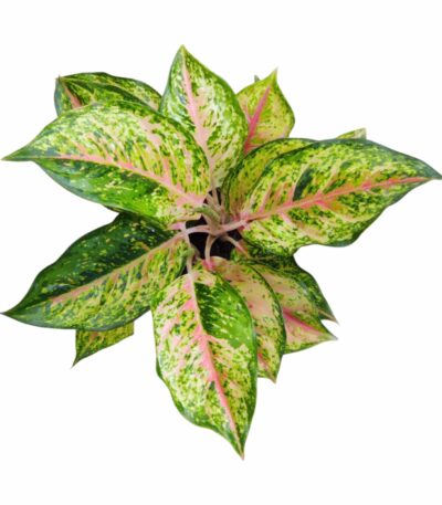 Aglaonema Karat Plant